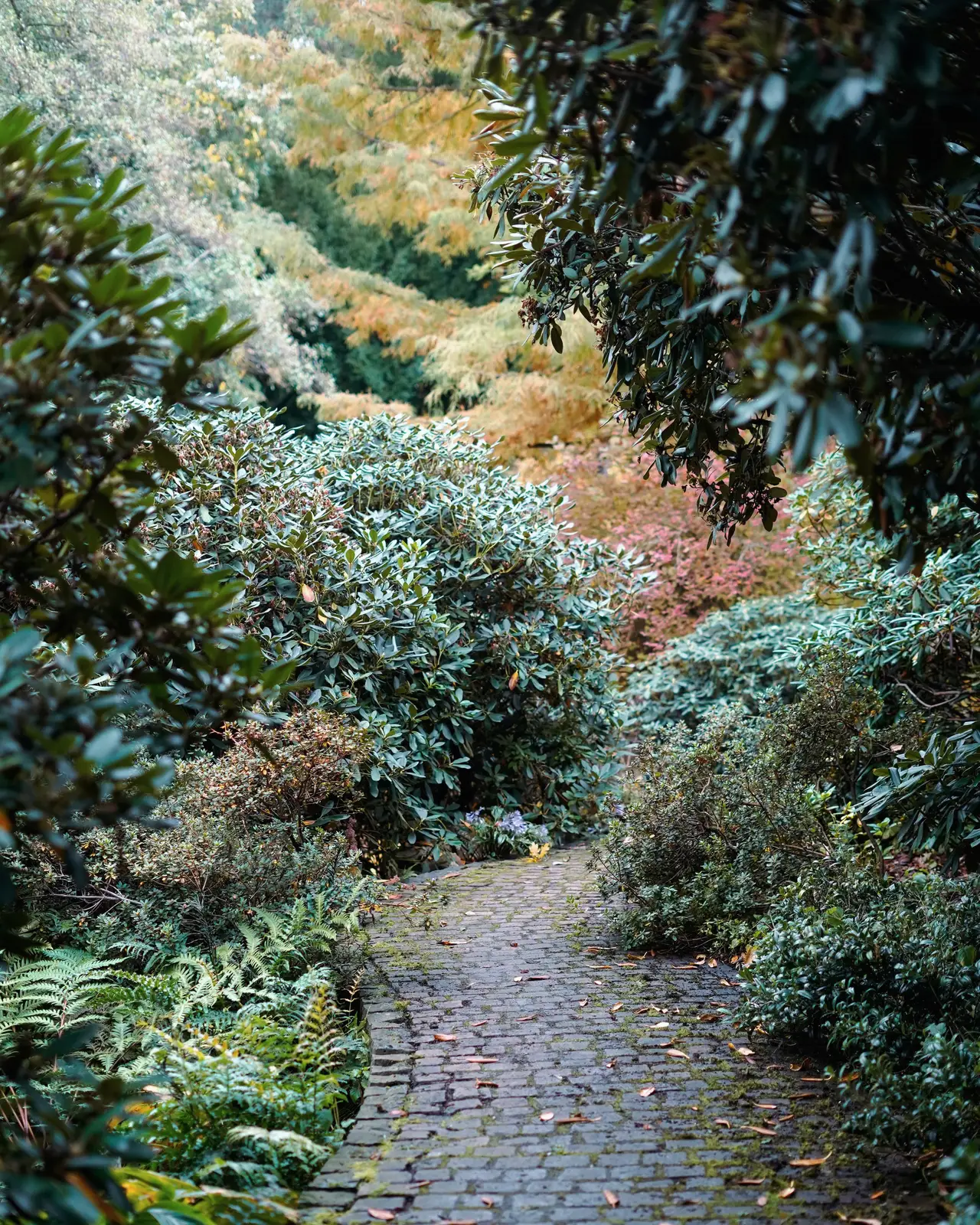 Cobbled path through layered planting
