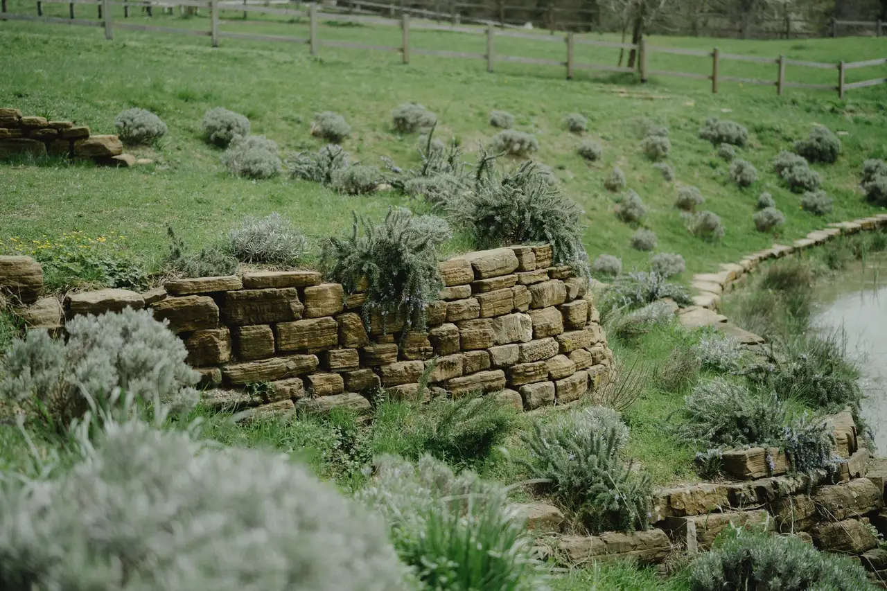 Dry stone wall with lavender