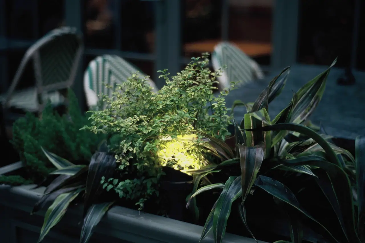 Planters lit warm at night