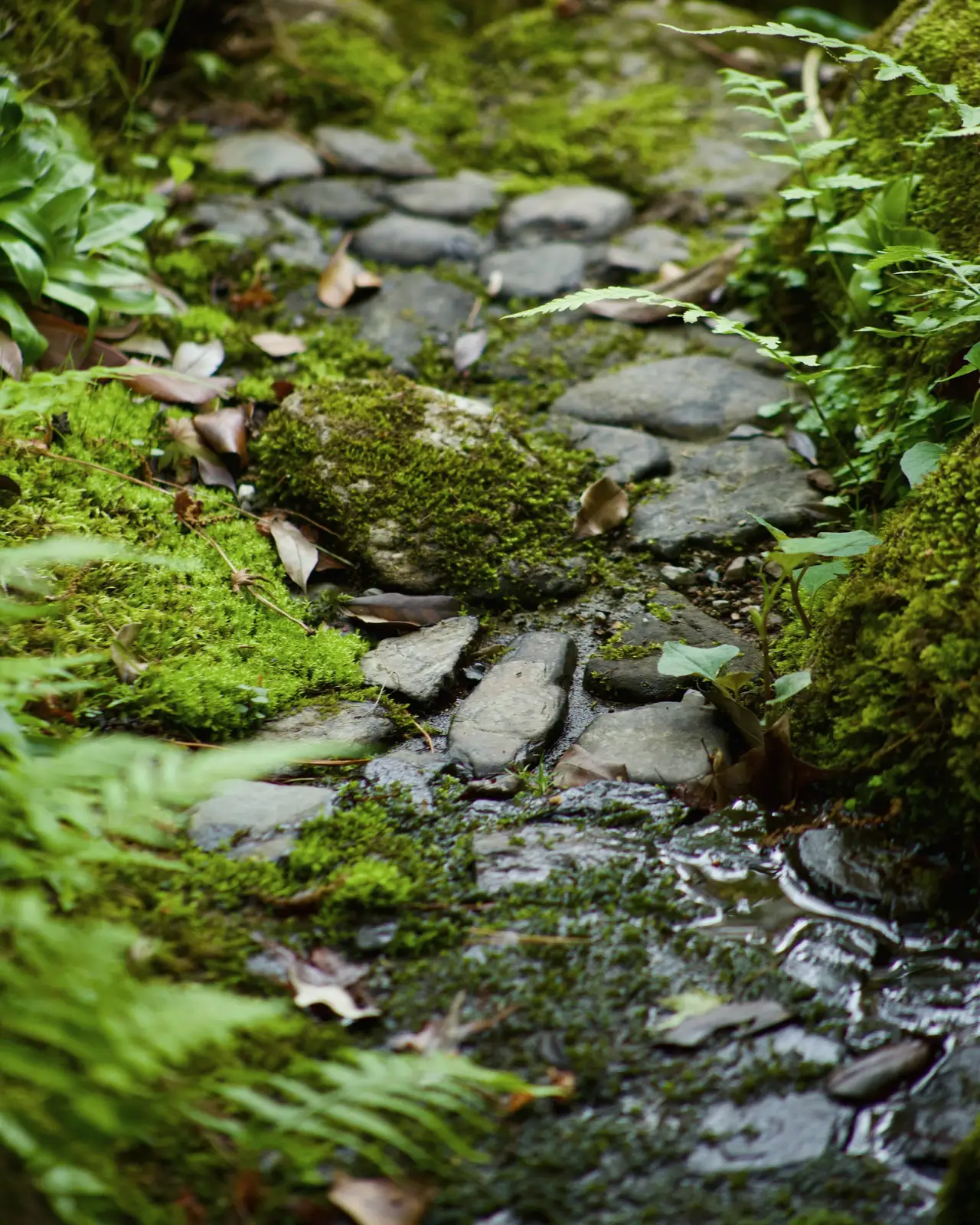Moss path through ferns (sample photo)
