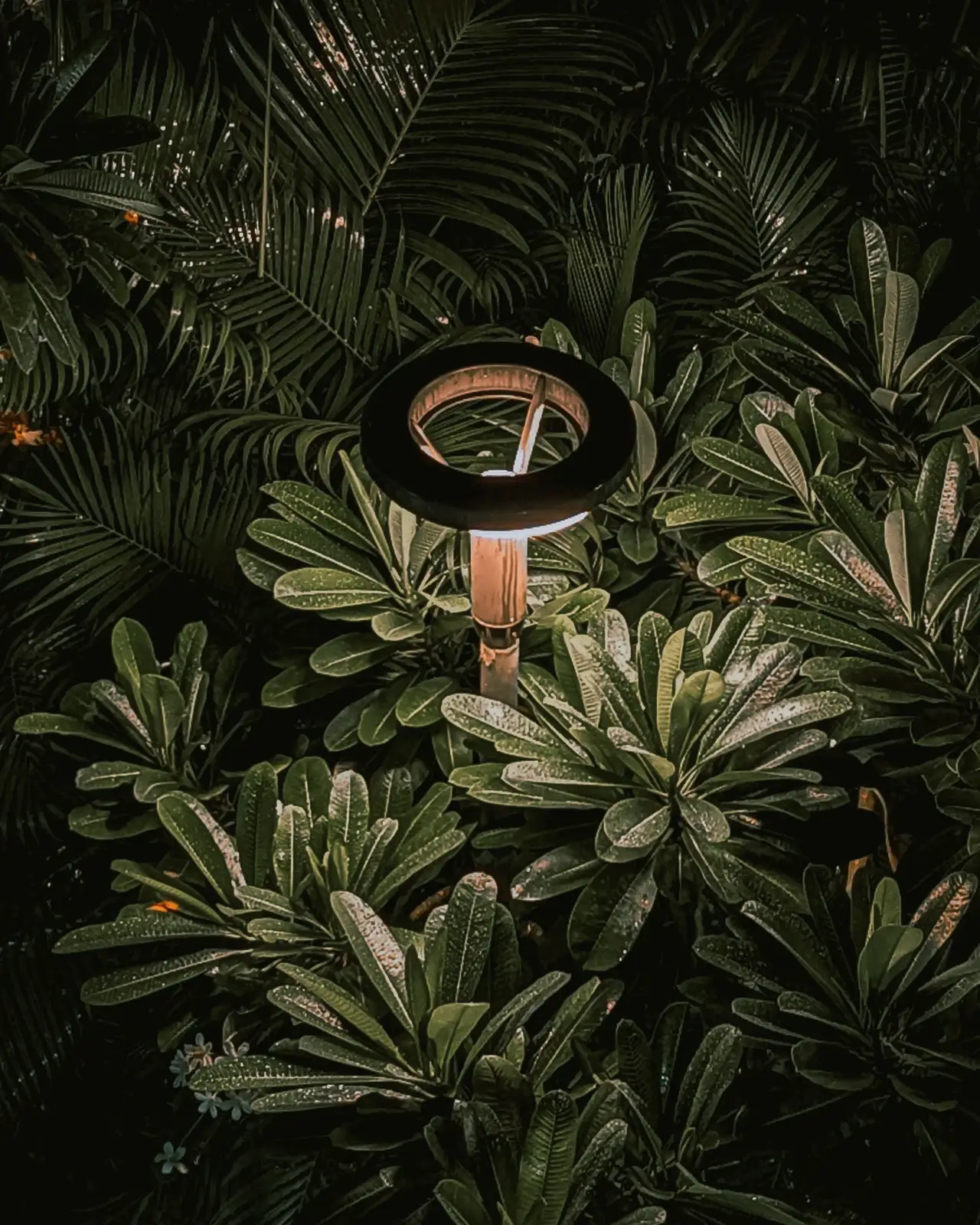 Low garden light among leaves