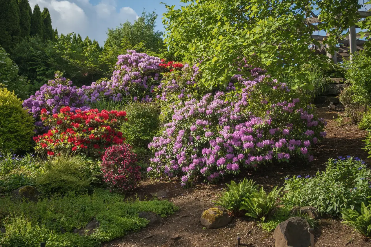Rhododendron border under evergreens